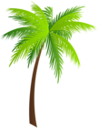 Palm PNG Clip Art Image