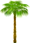 Palm Tree PNG Clipart Picture