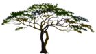 Savannah Tree PNG Clipart Image