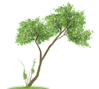 Transparent Tree PNG Clipart