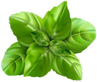 Basil PNG Clip Art Image