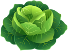 Cabbage PNG Clip Art Image