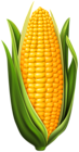 Corn PNG Clip Art Image