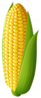 Corn Transparent PNG Clip Art Image