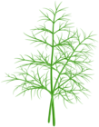 Dill PNG Clip Art