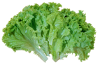 Green Salad Lettuce PNG Picture