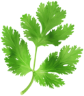 Parsley Transparent PNG Clip Art Image