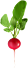 Radish PNG Clip Art Image