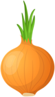 Yellow Onion PNG Clipar