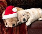 Cute Christmas Wallpaper With Two Puppies