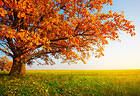 Fall Tree Wallpaper