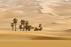 Palms in the Desert Wallpaper