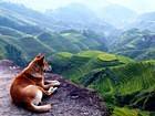 Philippine Rice Terraces Wallpaper