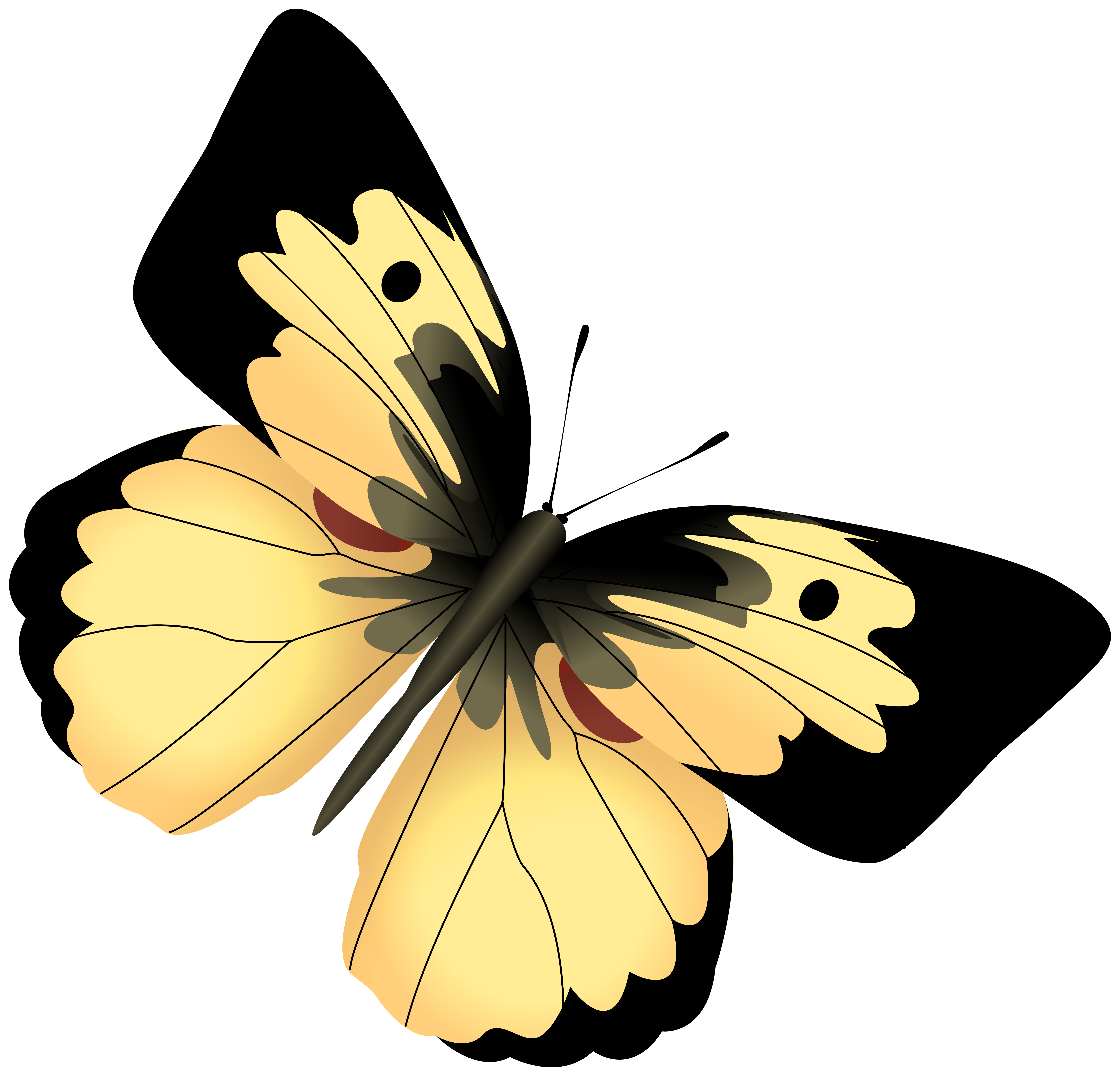 yellow and black butterfly