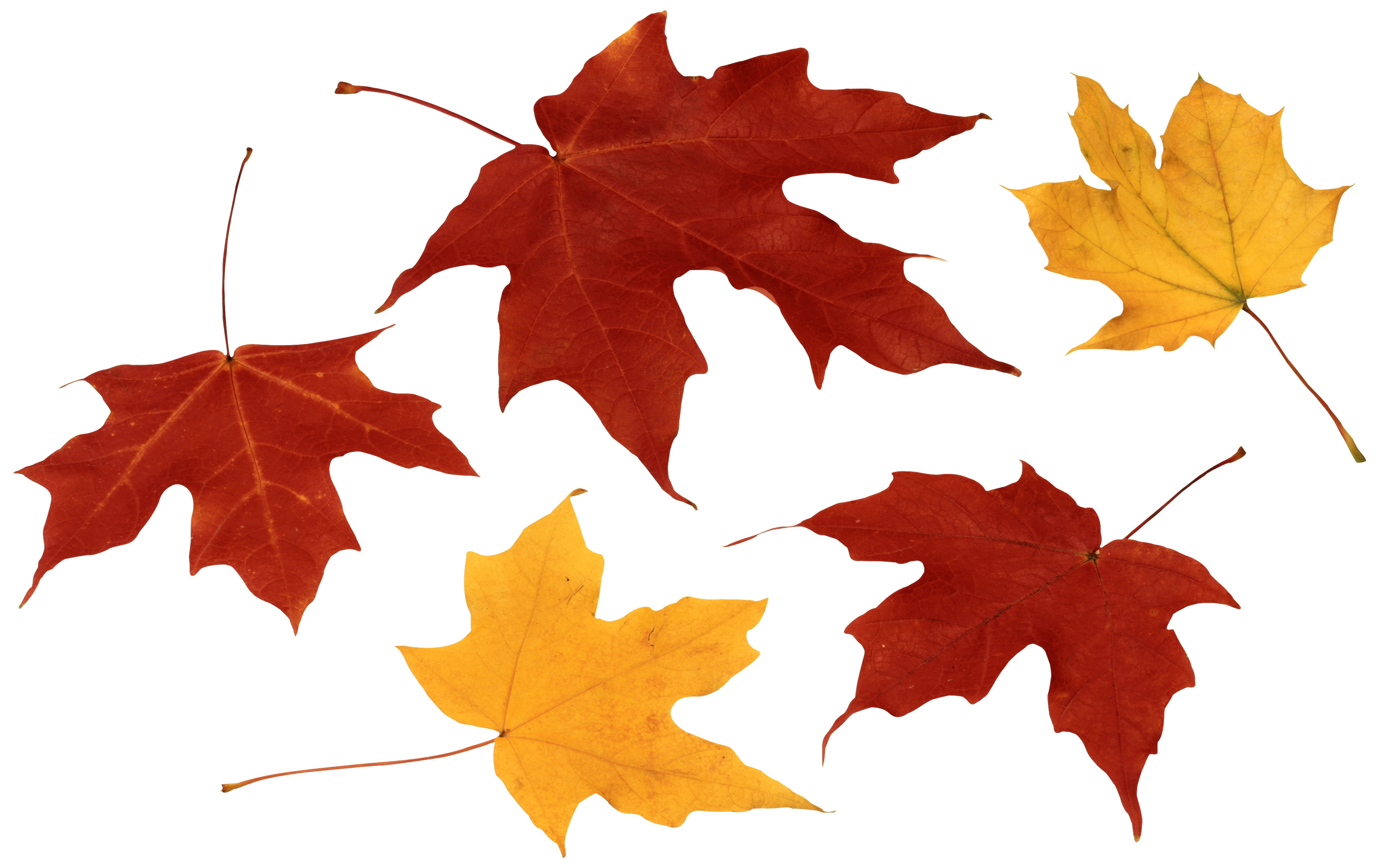 real leaves png