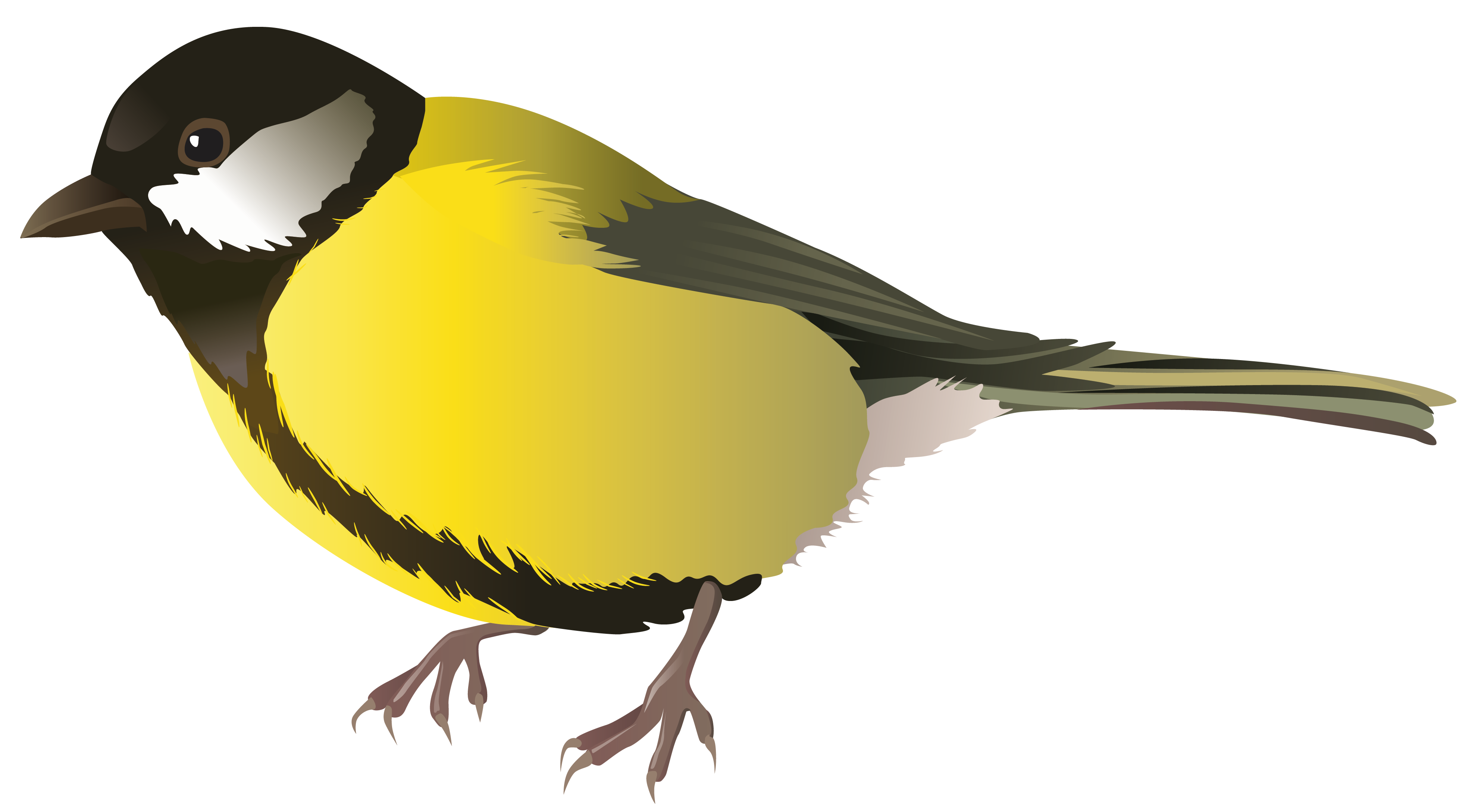 real birds png