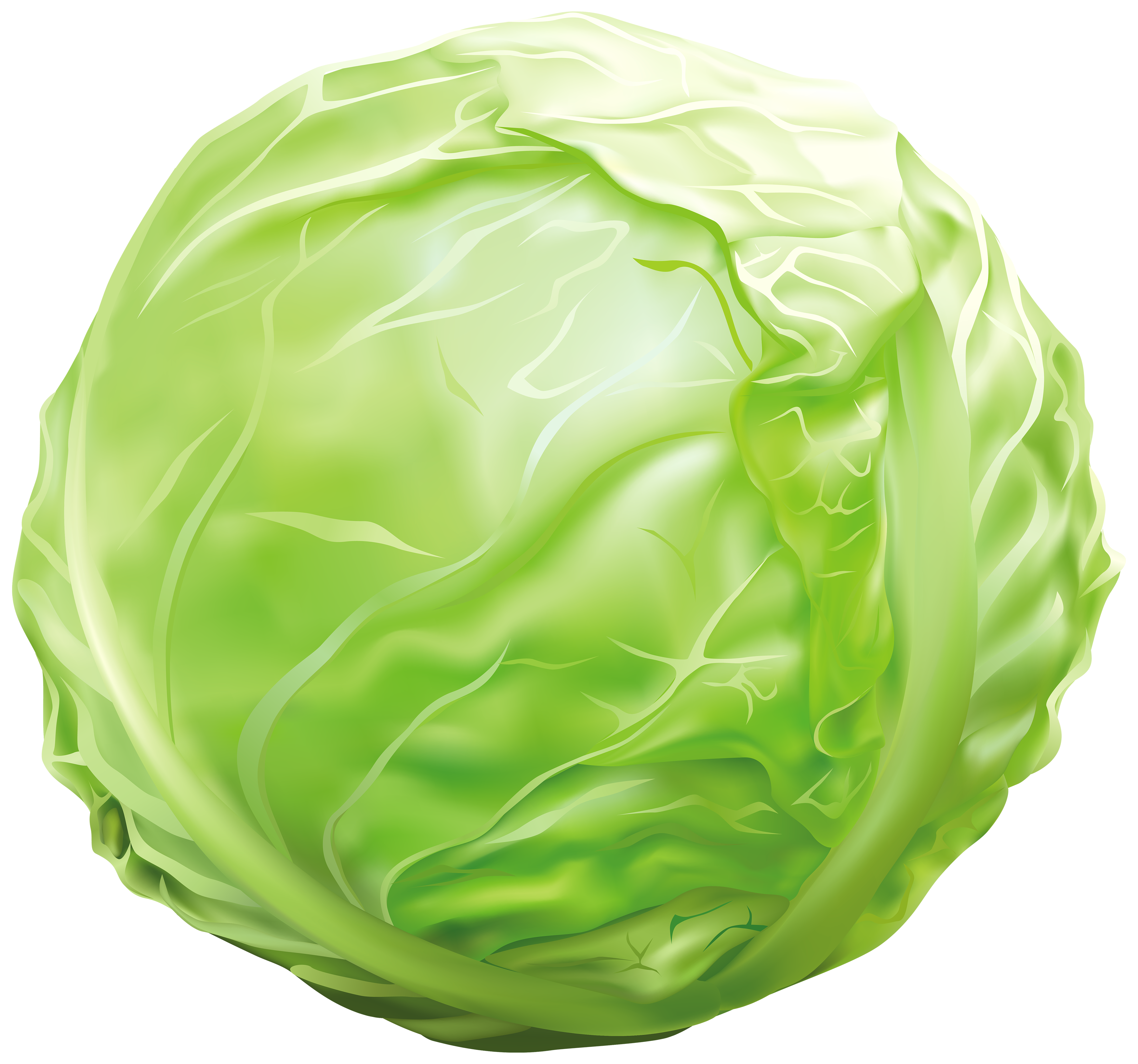 cabbage png