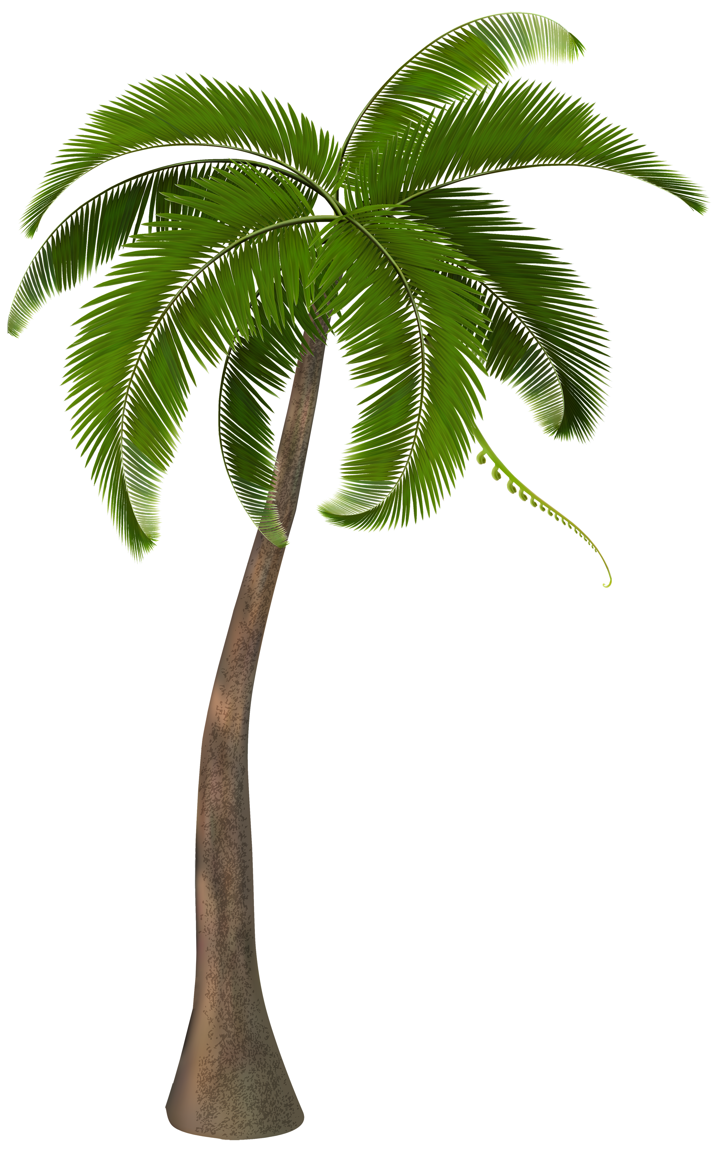 palm tree png