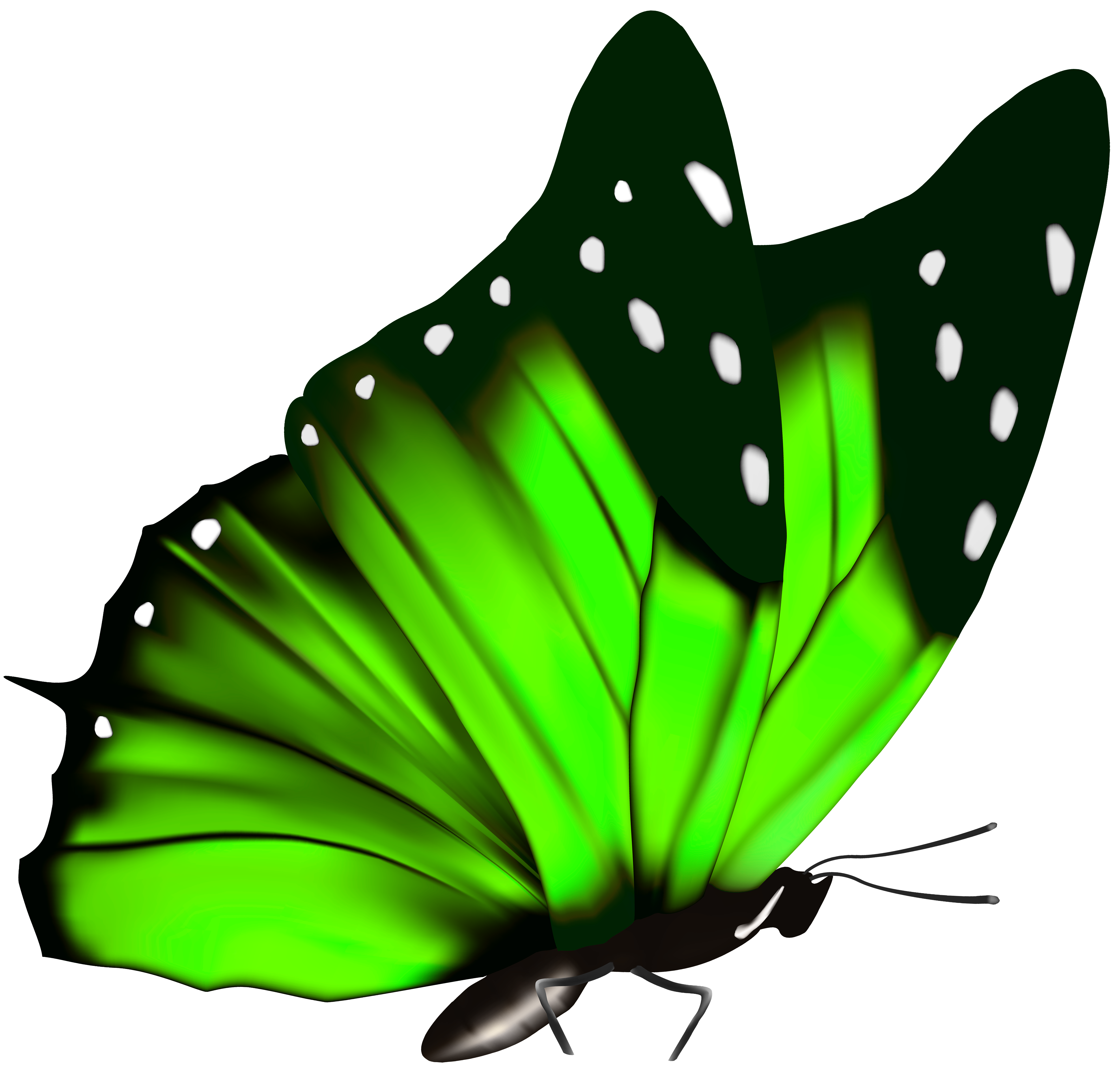 green butterfly background