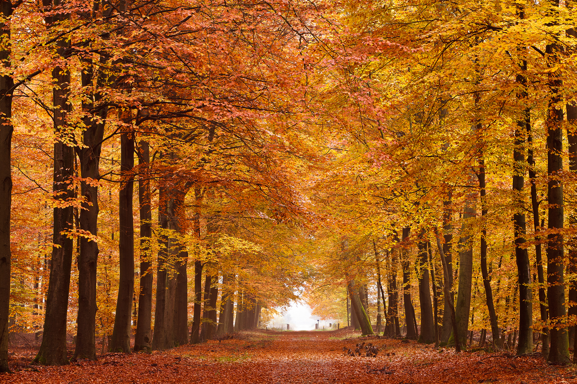 fall forest backgrounds