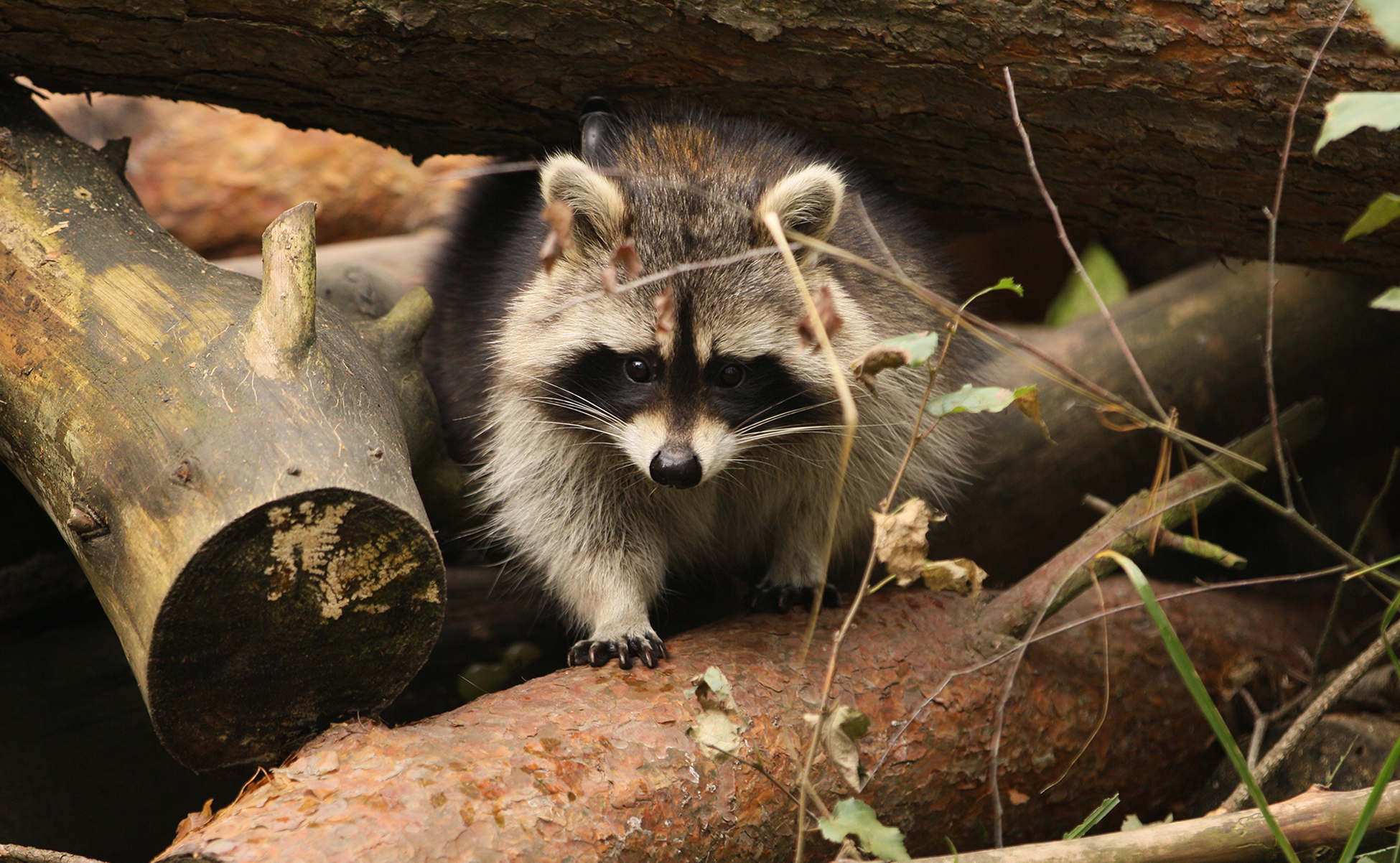 cute raccoon wallpaper