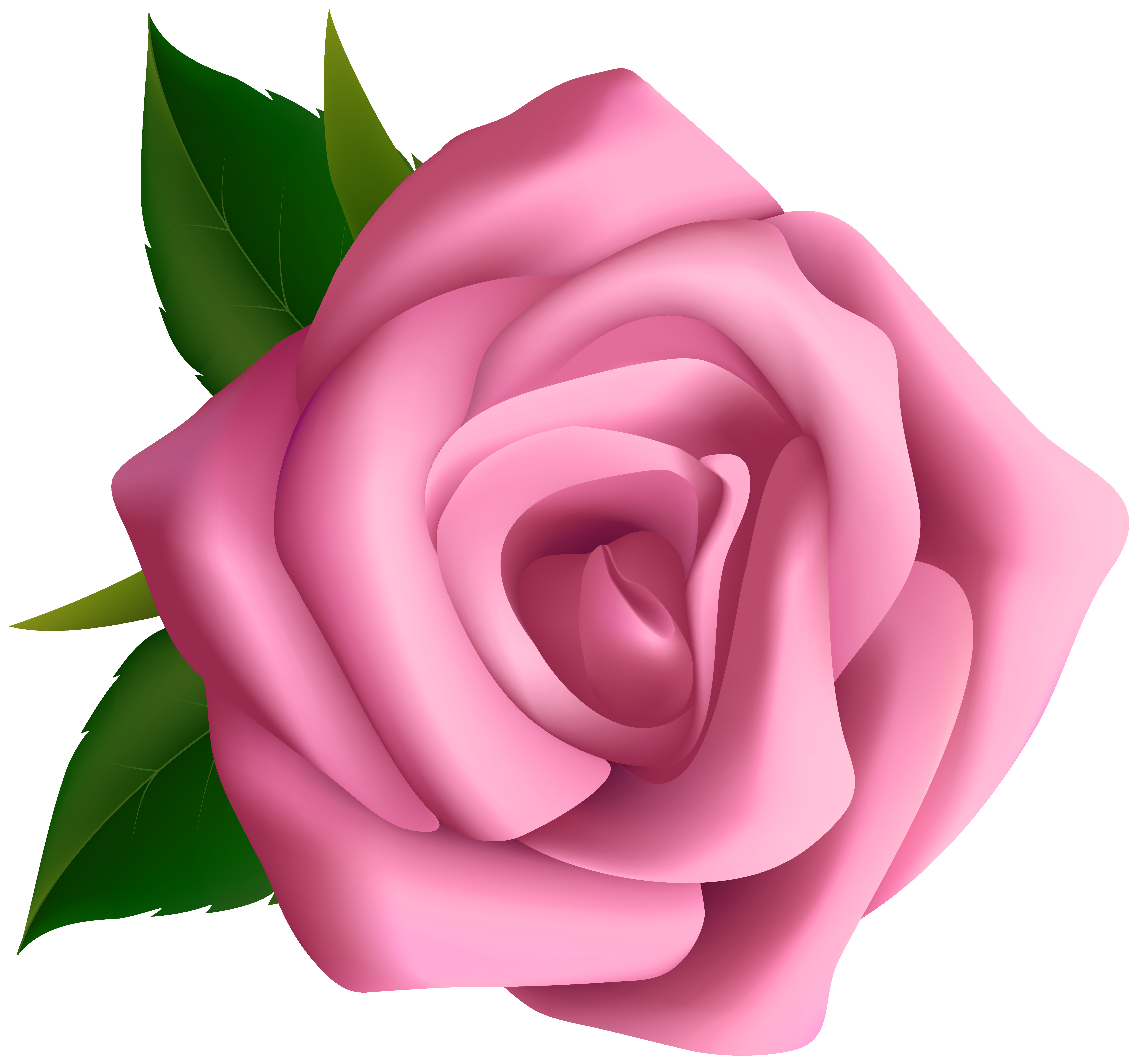 pink tea rose clipart with transparent