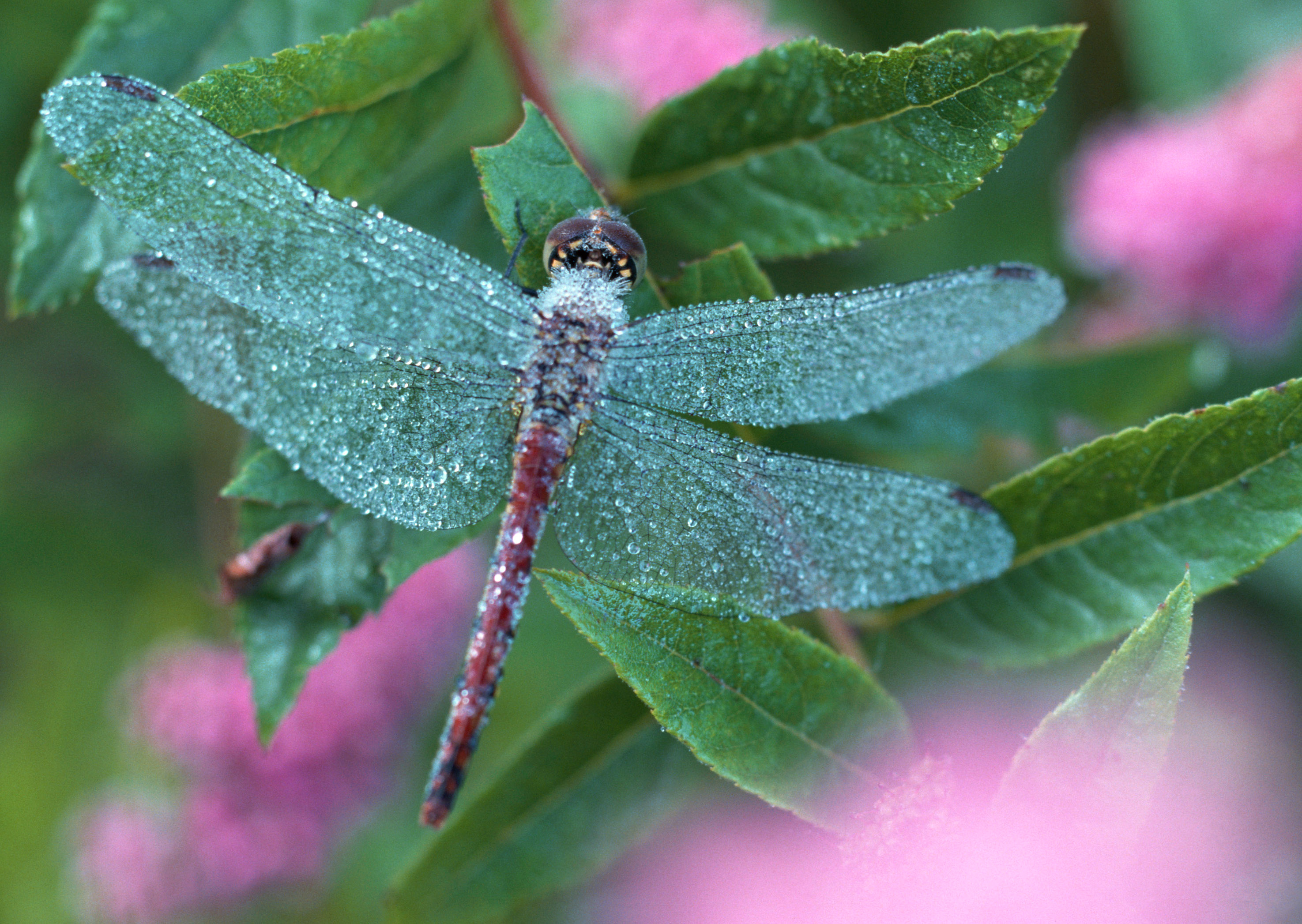 beautiful dragonfly wallpaper