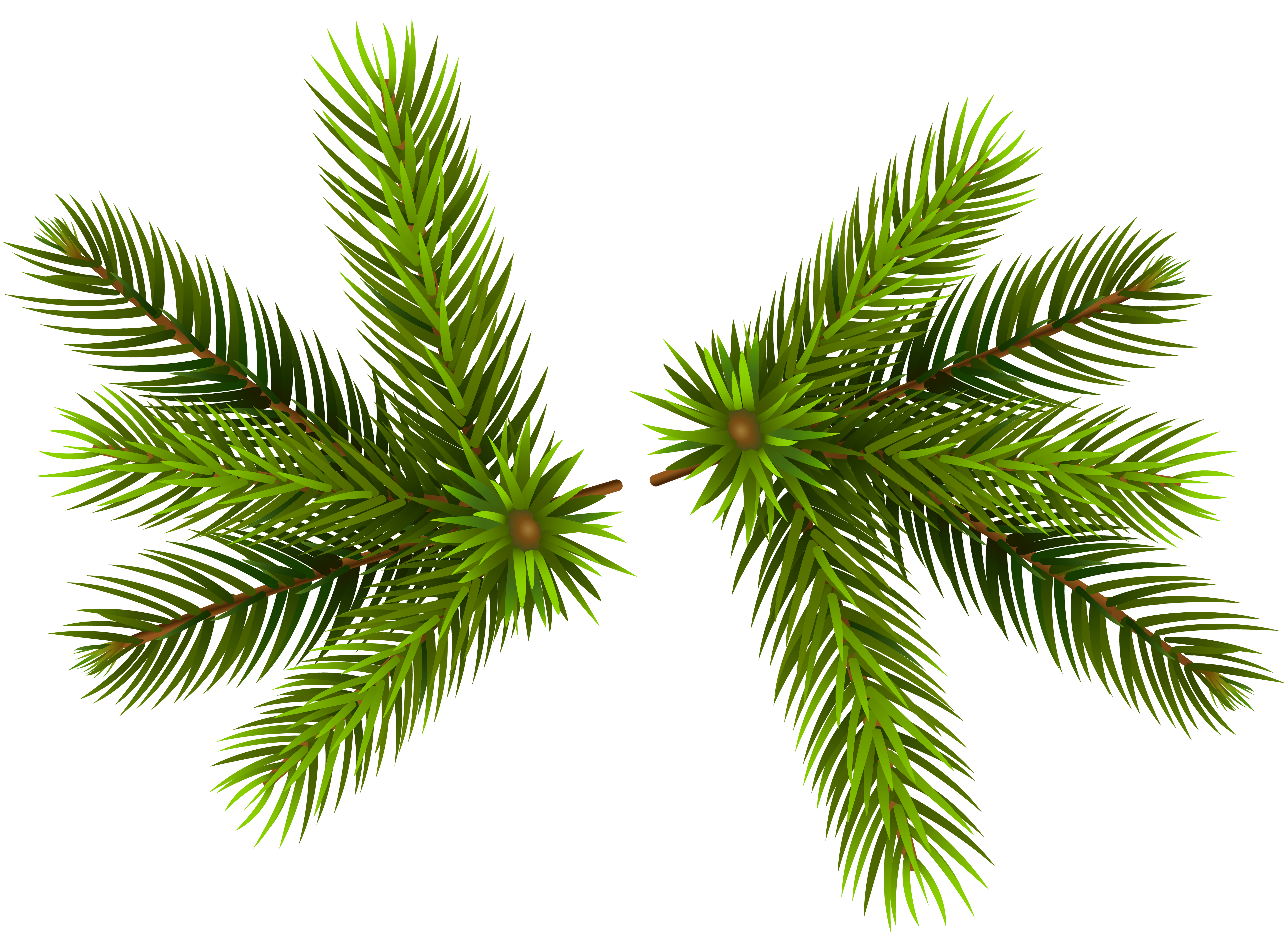 Pine Tree Branches Decor Clip Art Image​  Gallery Yopriceville -  High-Quality Free Images and Transparent PNG Clipart