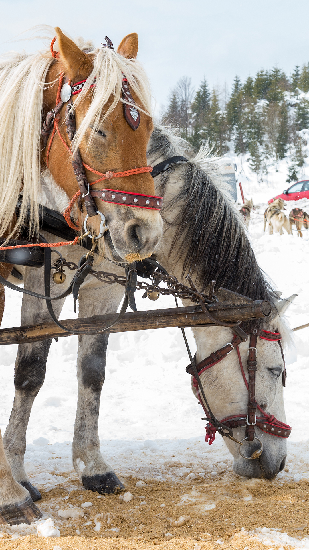 horse christmas wallpaper