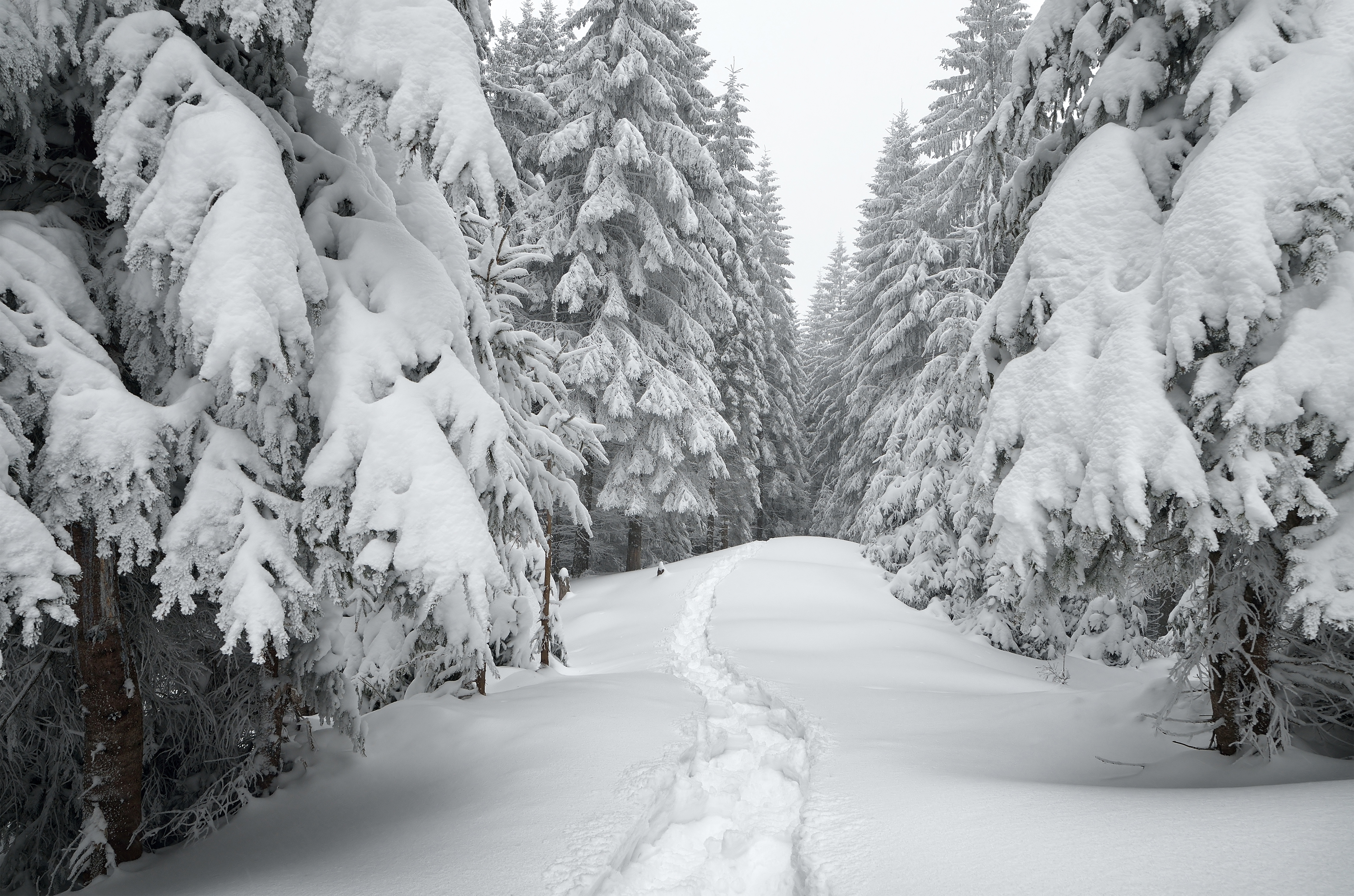 winter trees wallpaper hd