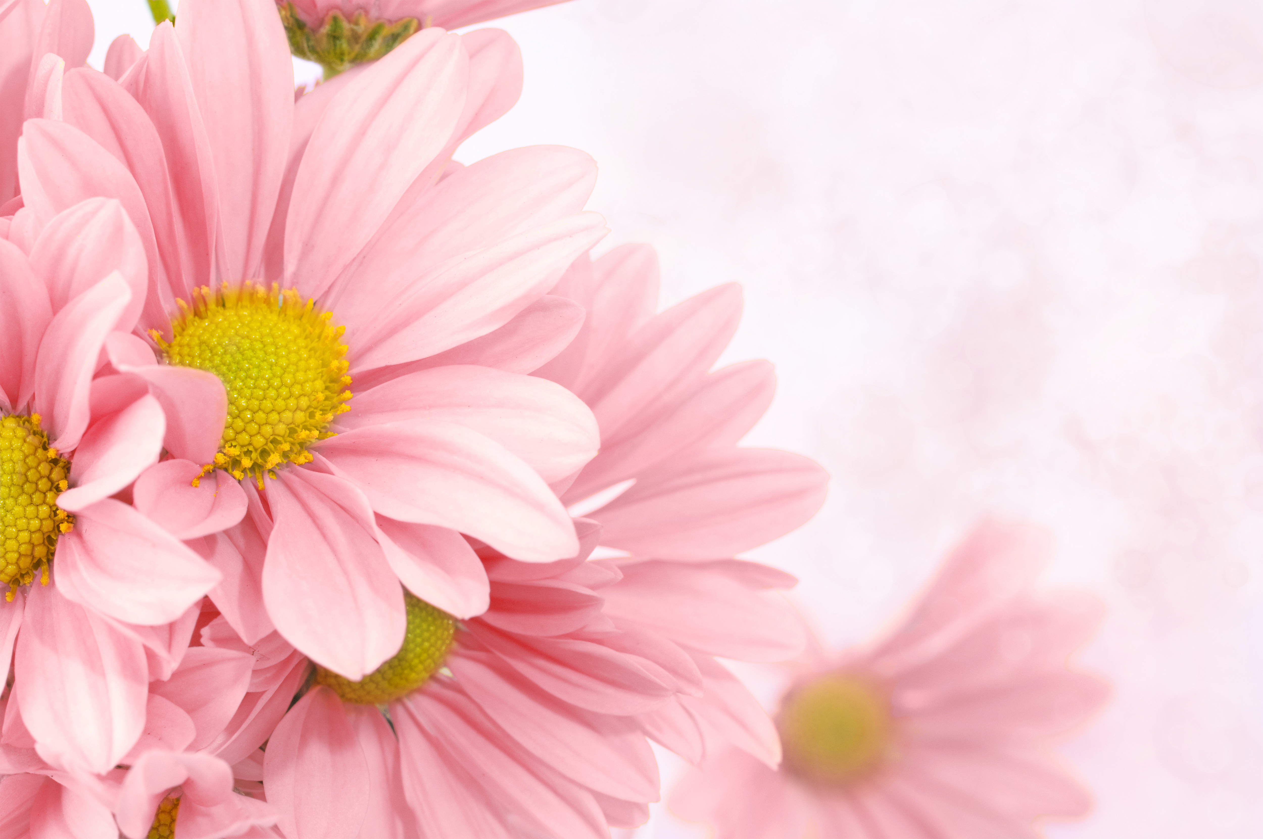 soft pink floral background gallery yopriceville high quality images and transparent png free clipart gallery yopriceville