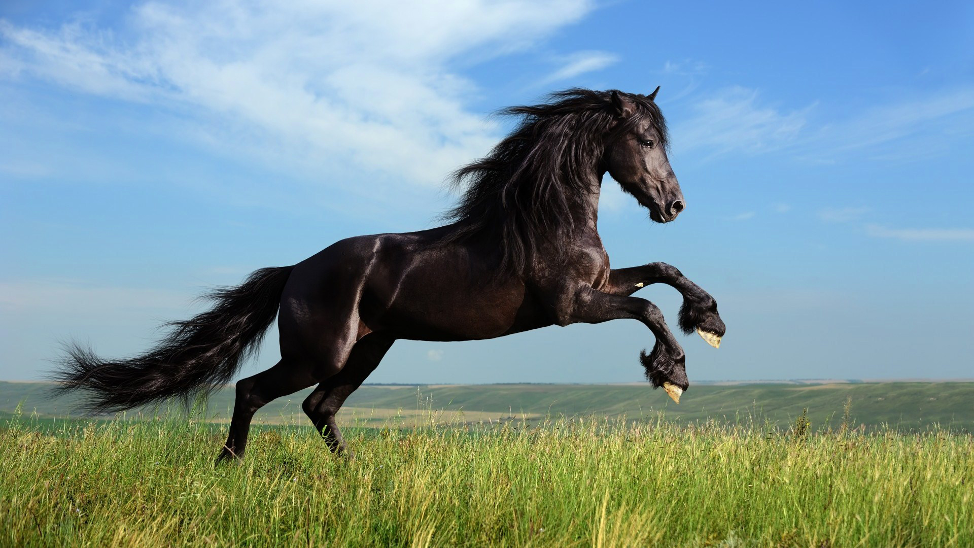 black horse wallpaper hd