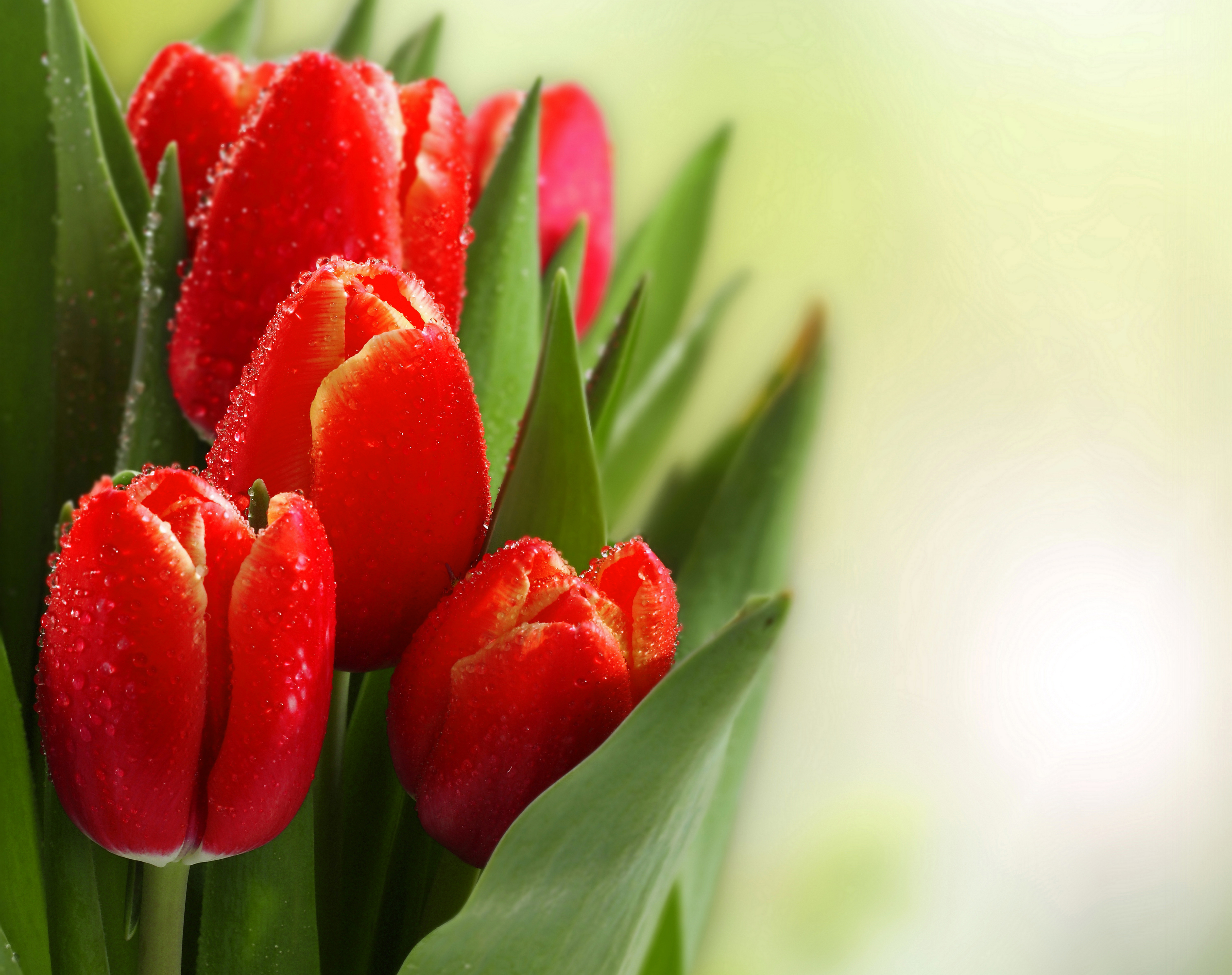 red tulip wallpaper