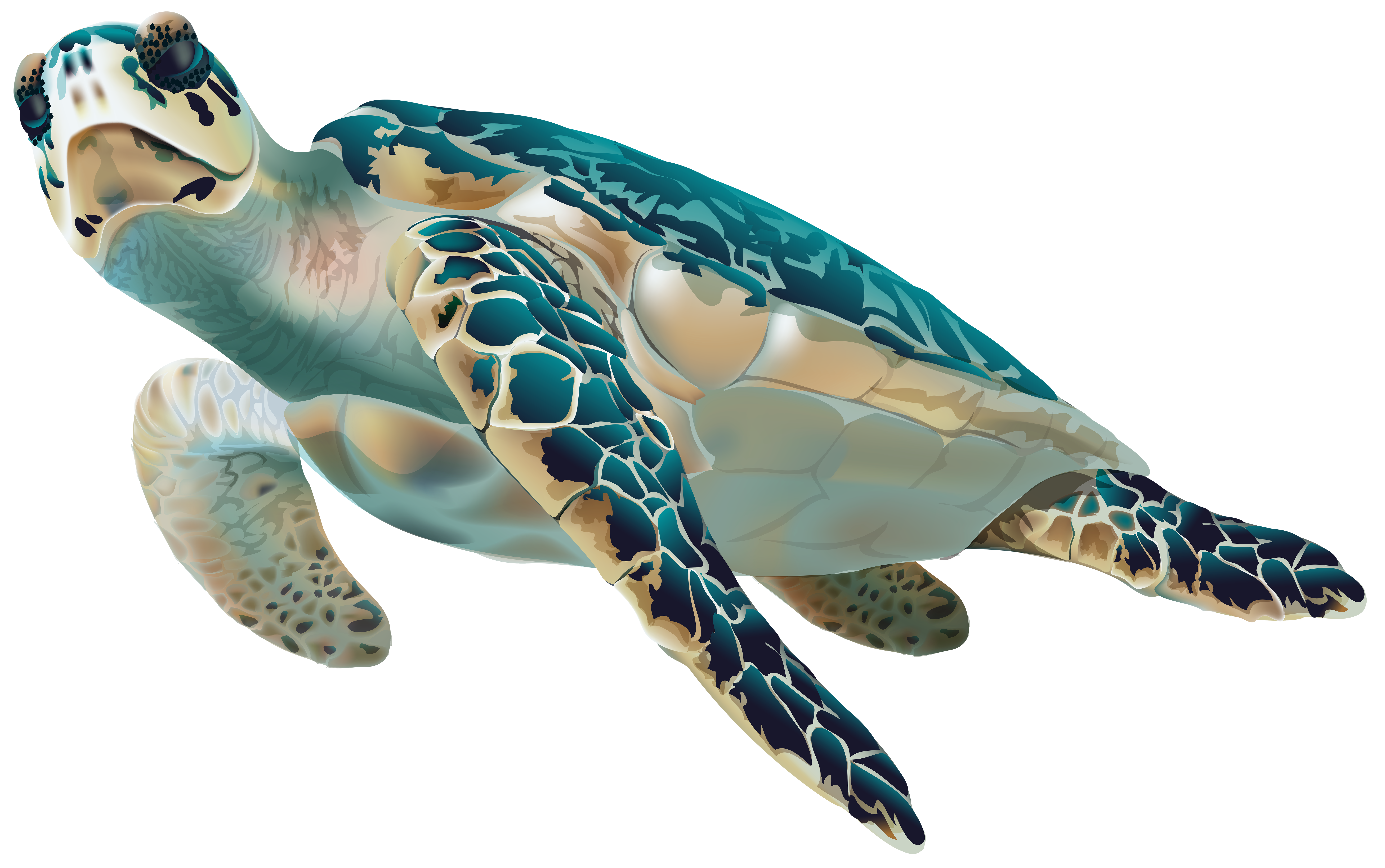 Featured image of post Sea Turtle Clipart Transparent Background 5 000 vectors stock photos psd files