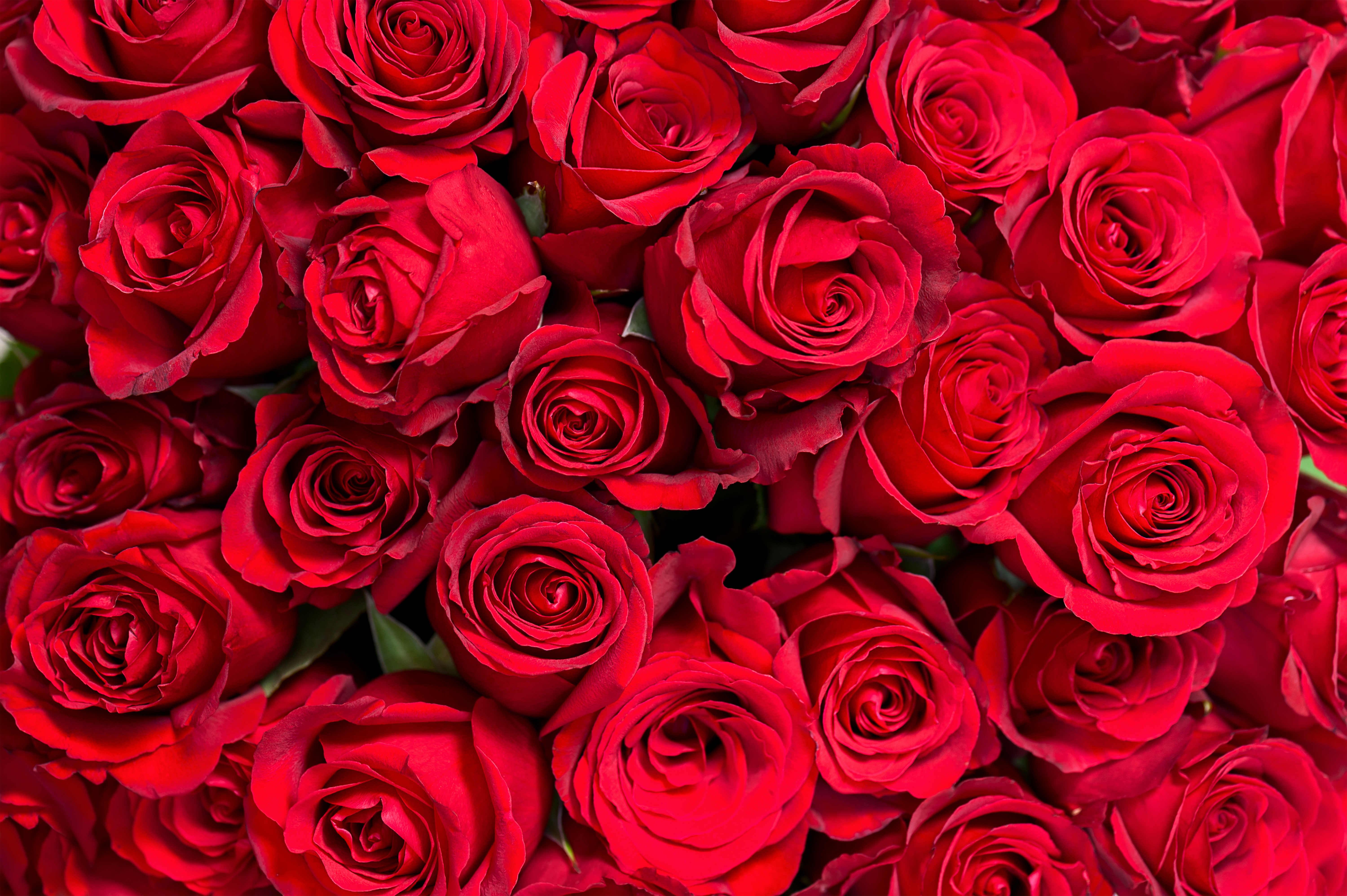 red rose background