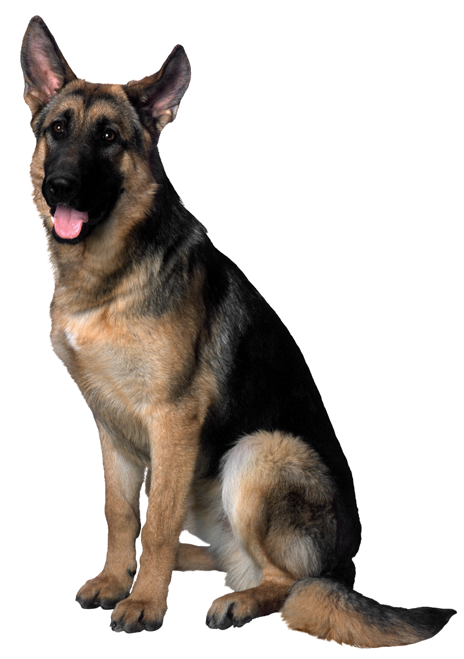 dog transparent background