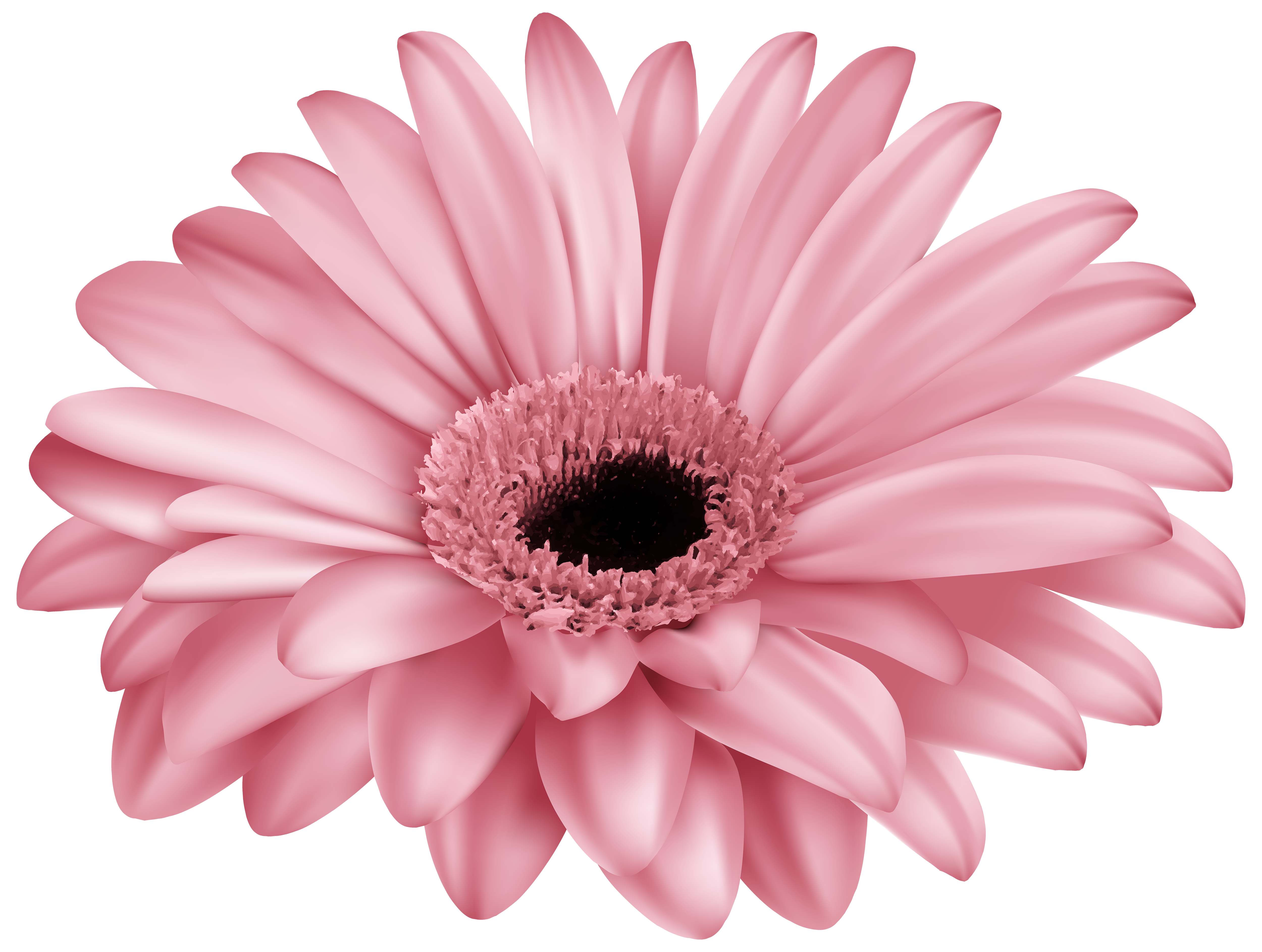 pink gerber daisy clip art