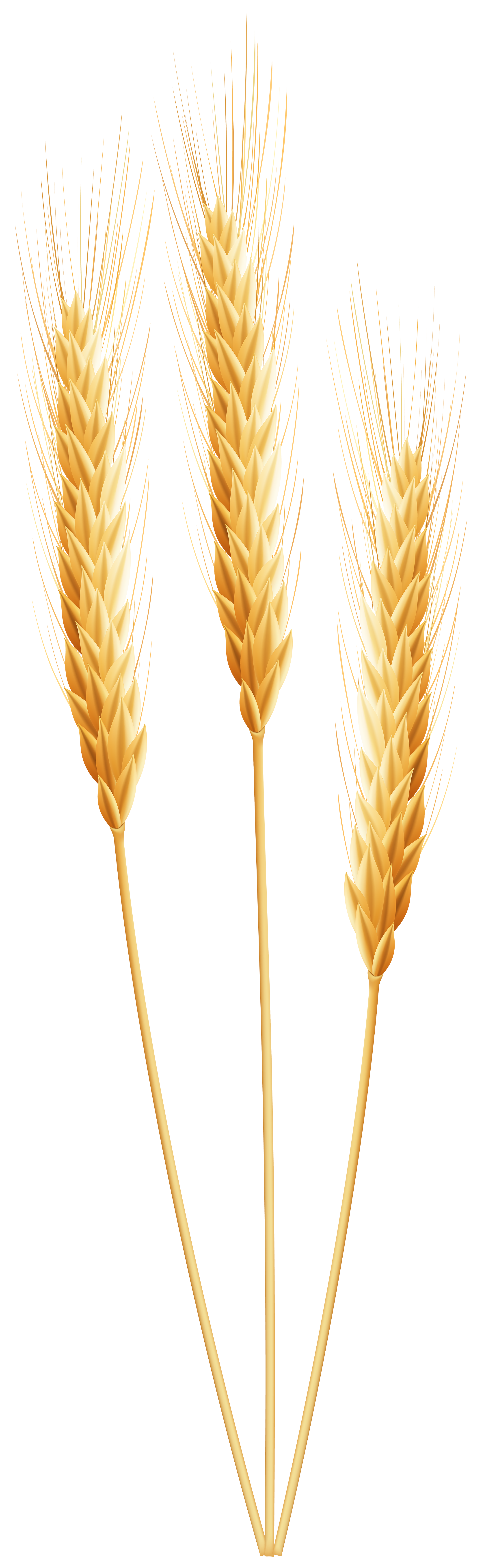 Wheat PNG Clip Art Image​ | Gallery Yopriceville - High-Quality Free Images  and Transparent PNG Clipart