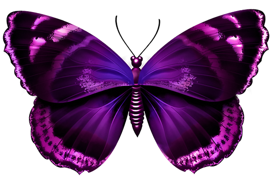 purple butterflies png