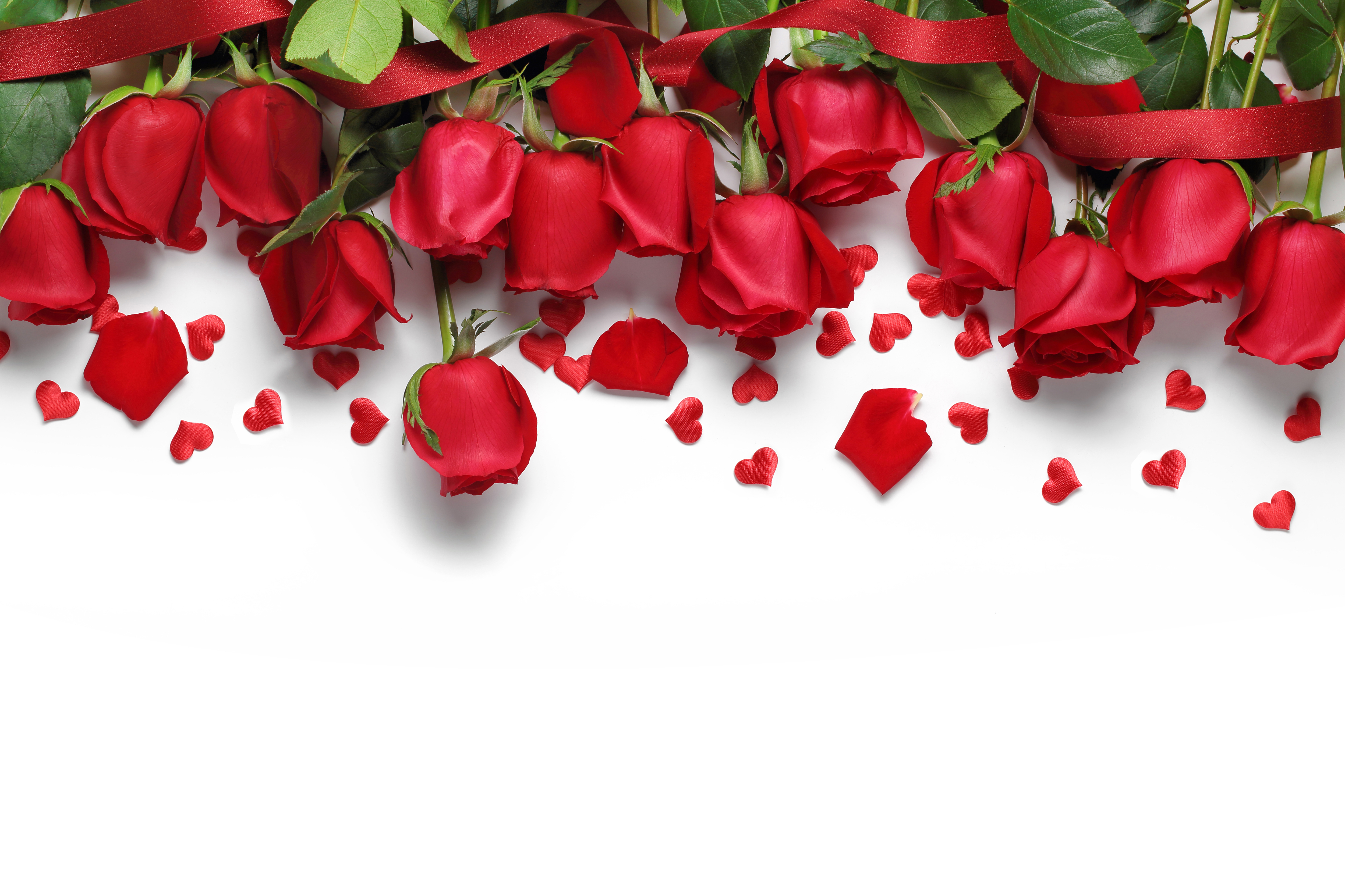 Red rose deals white background