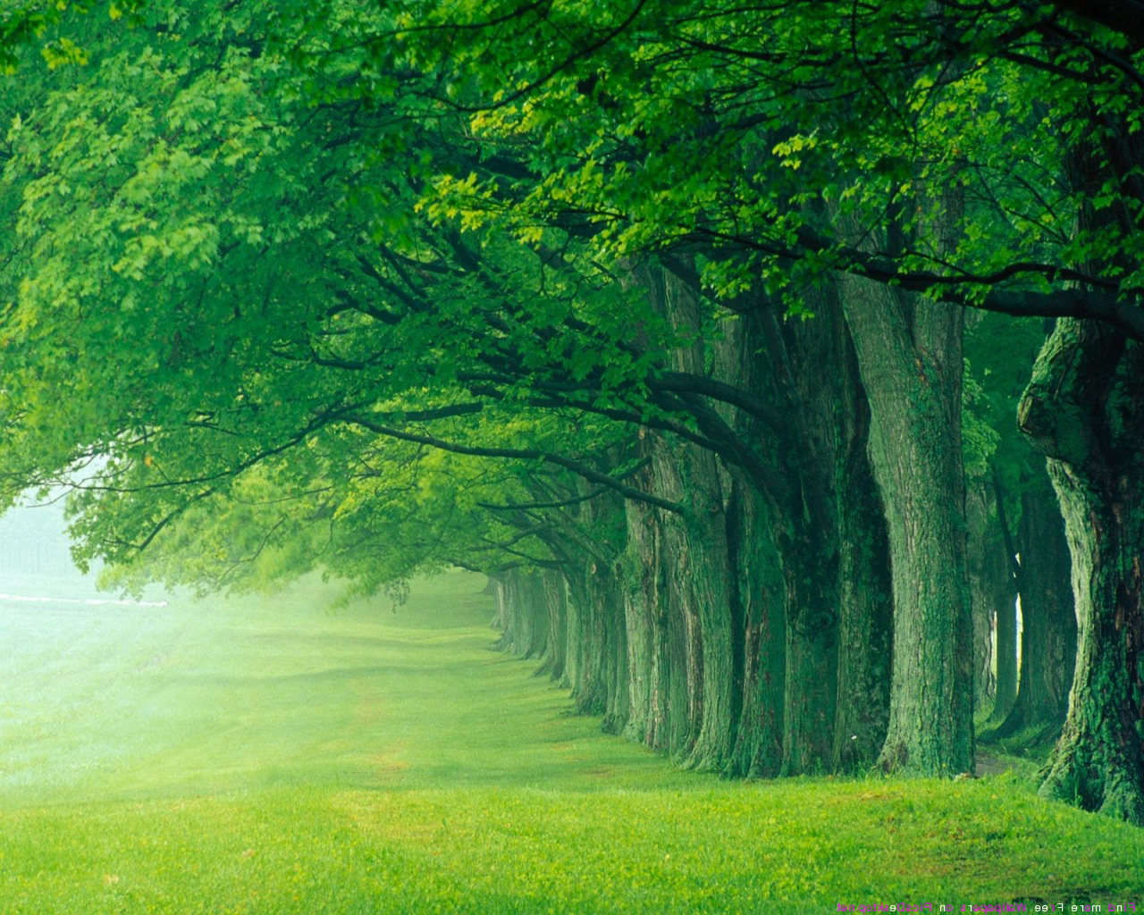 beautiful green tree wallpaper