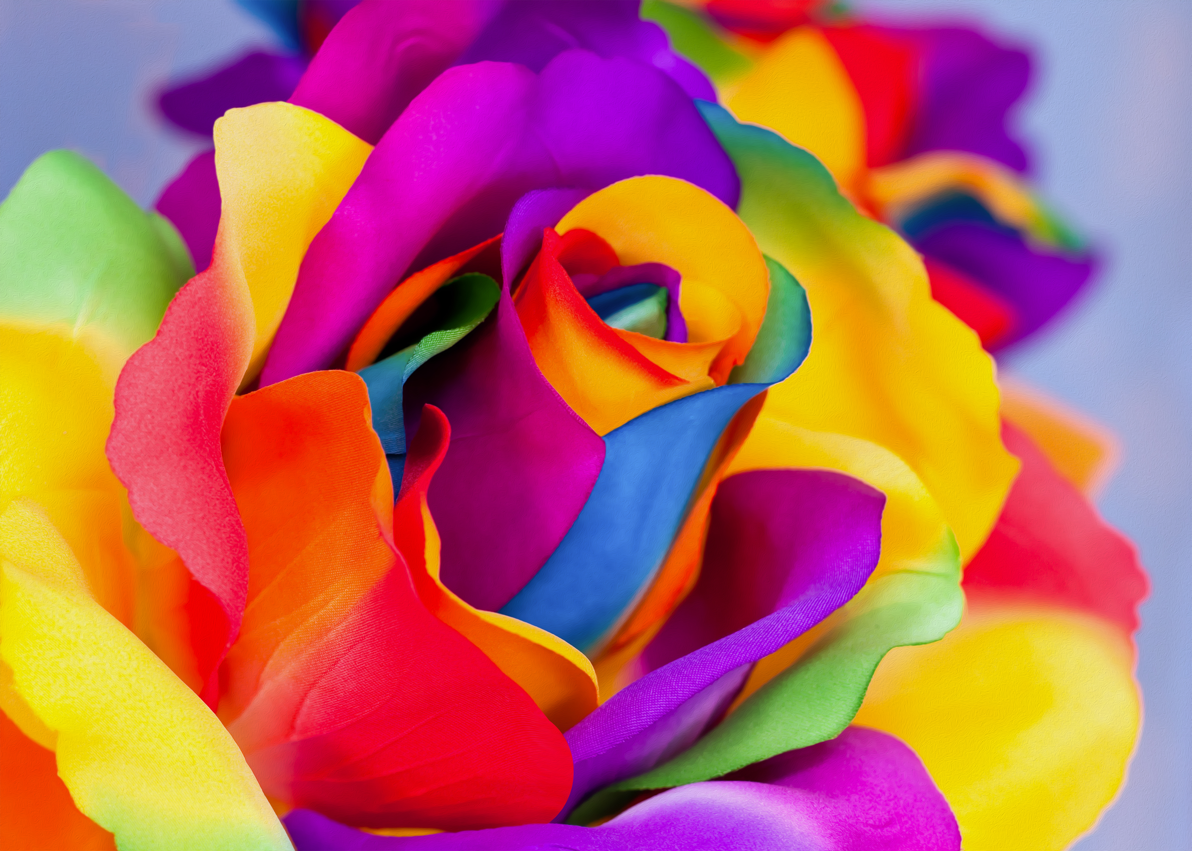 colorful rose wallpapers