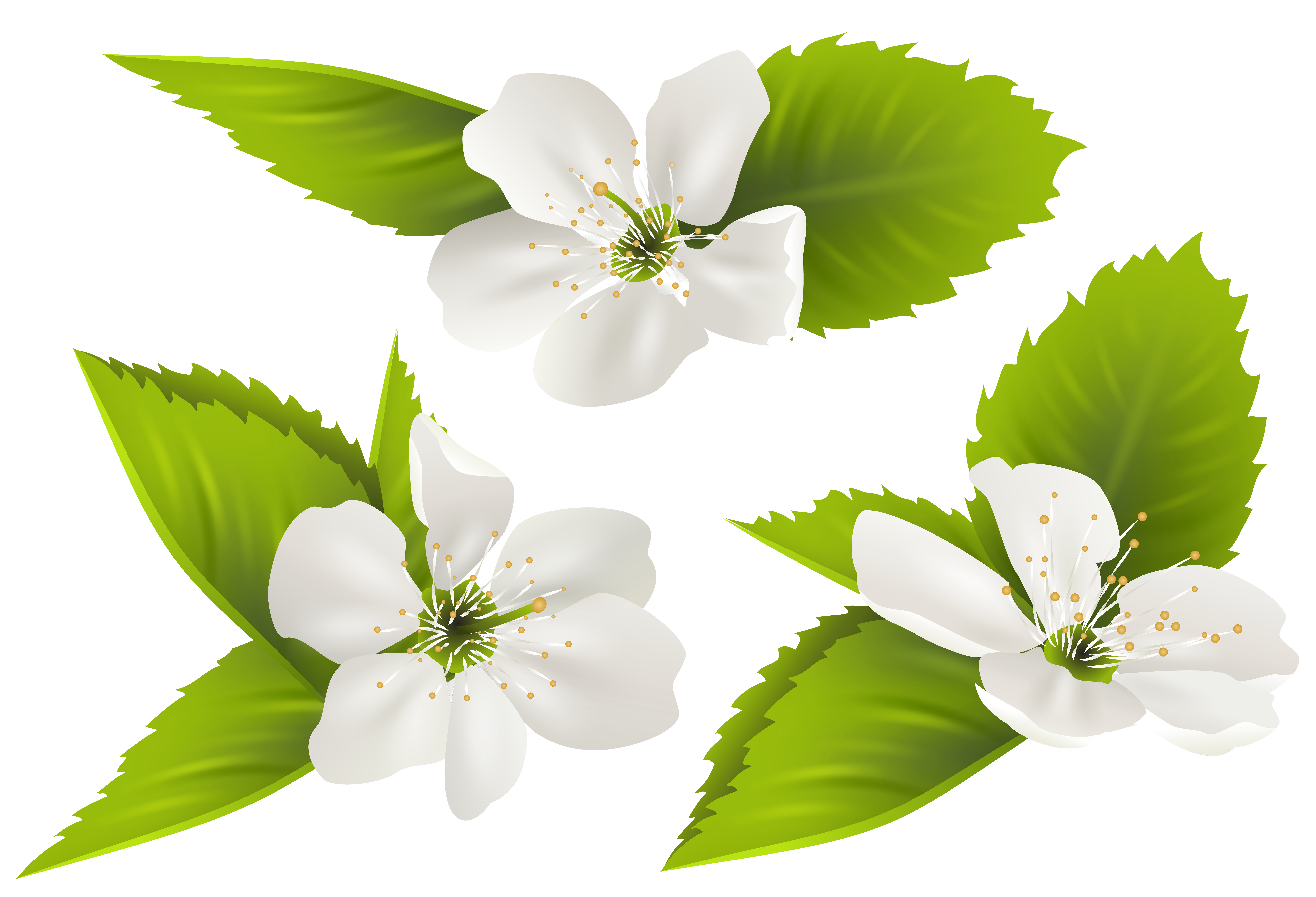 Spring Flowers Background​  Gallery Yopriceville - High-Quality Free Images  and Transparent PNG Clipart