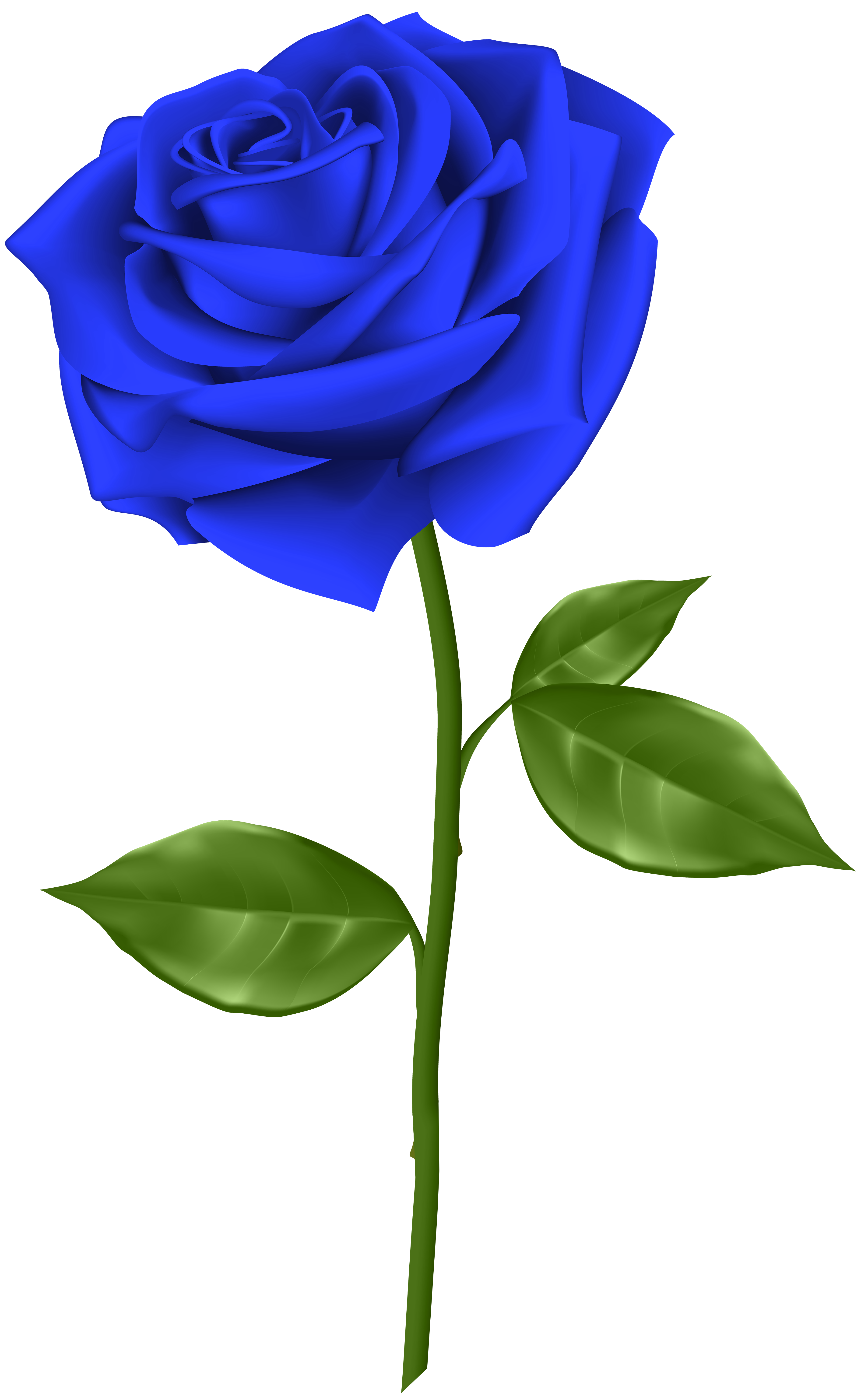 Blue Rose Transparent Png Clip Art Gallery Yopriceville High Quality Images And Transparent Png Free Clipart