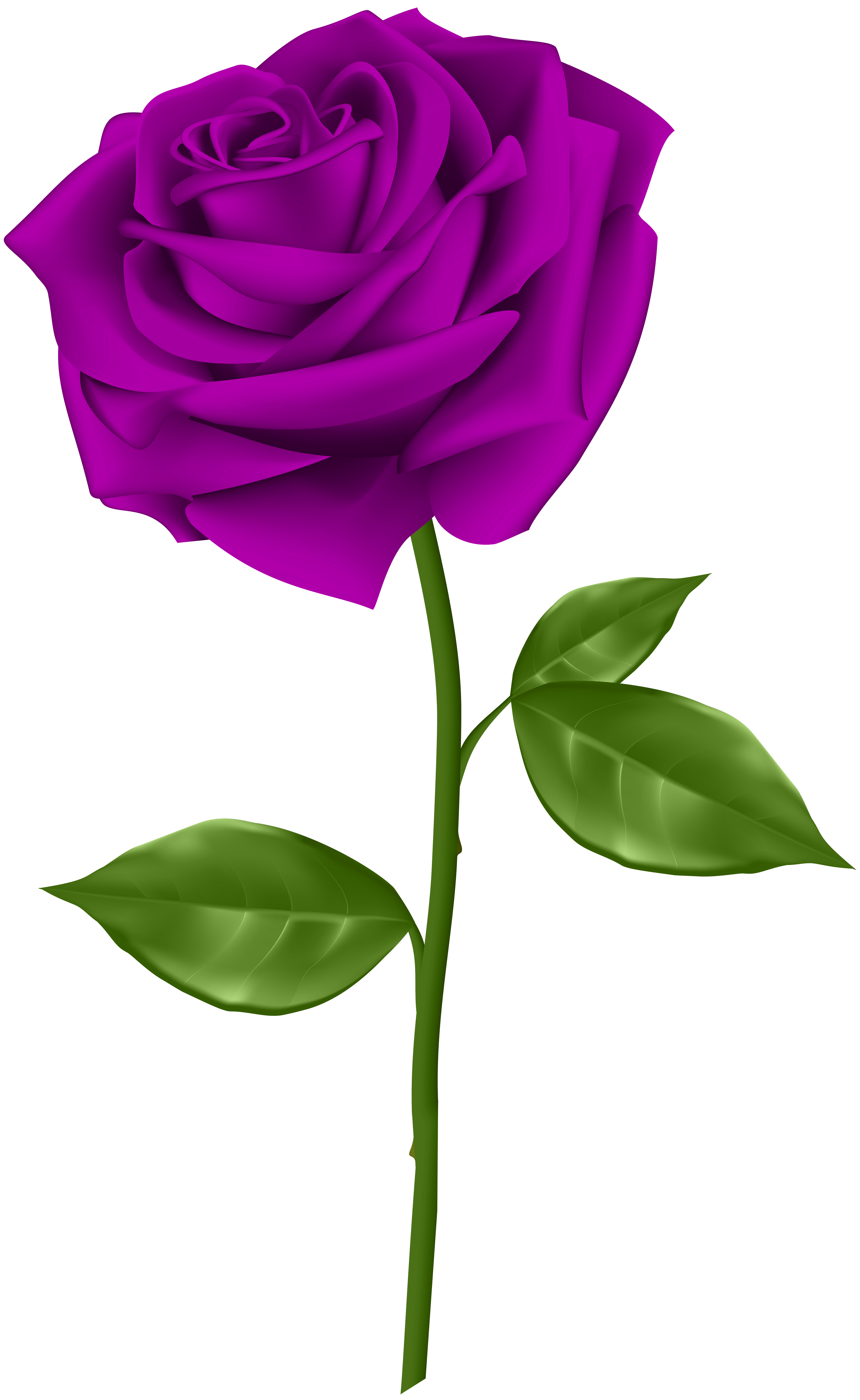 green and purple rose