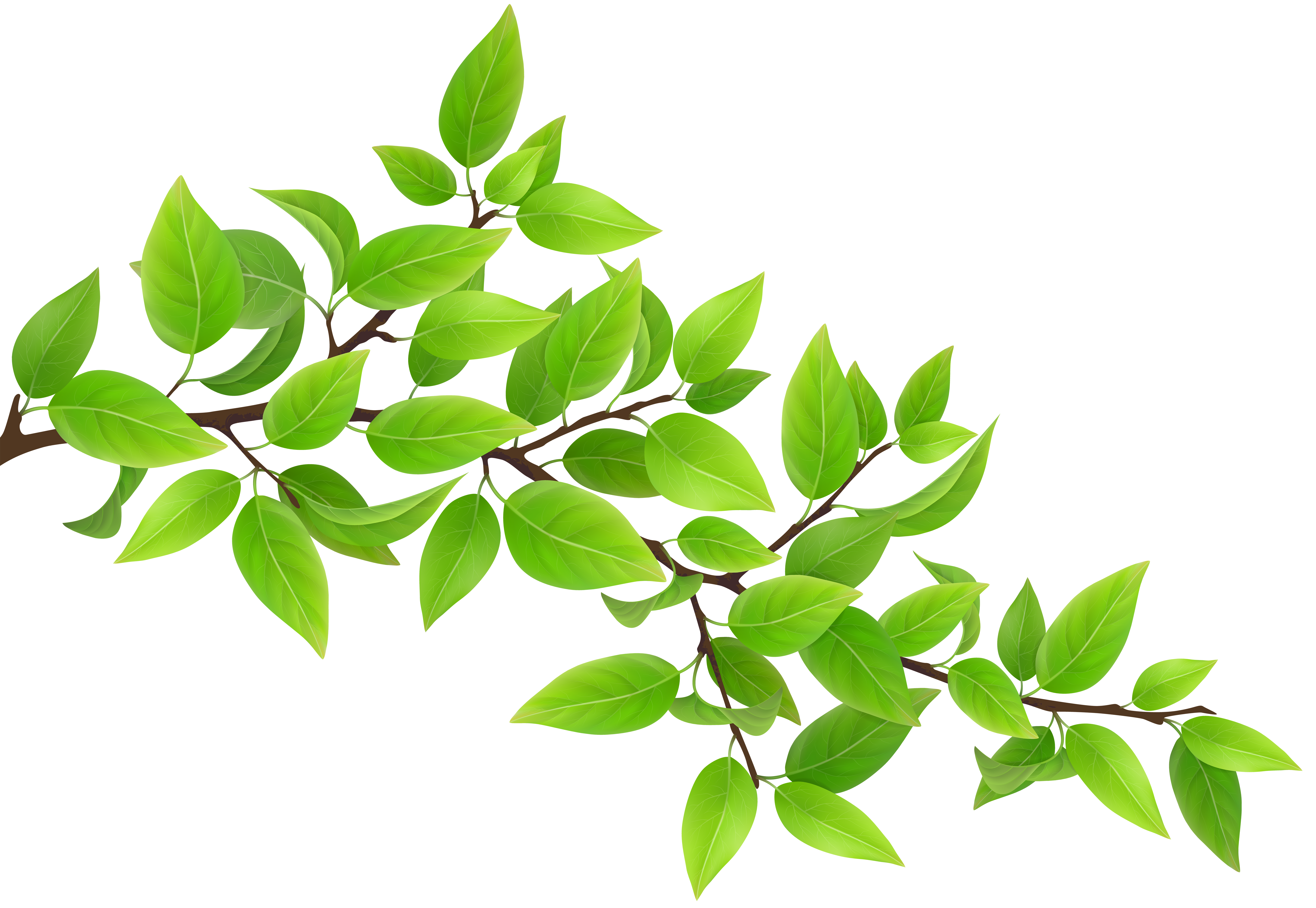 green leaves branch clip art