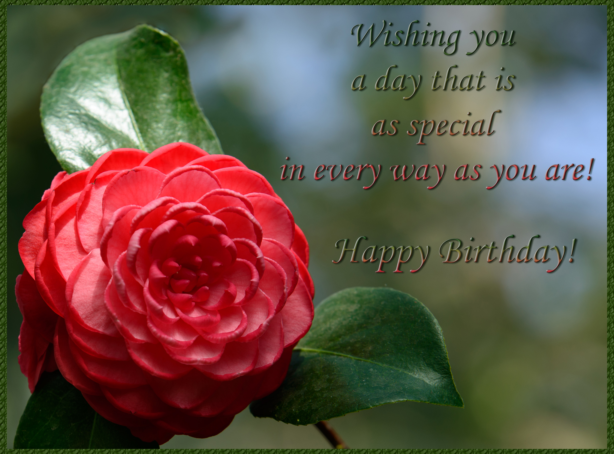 Download Birthday Message Red Rose Flowers Picture