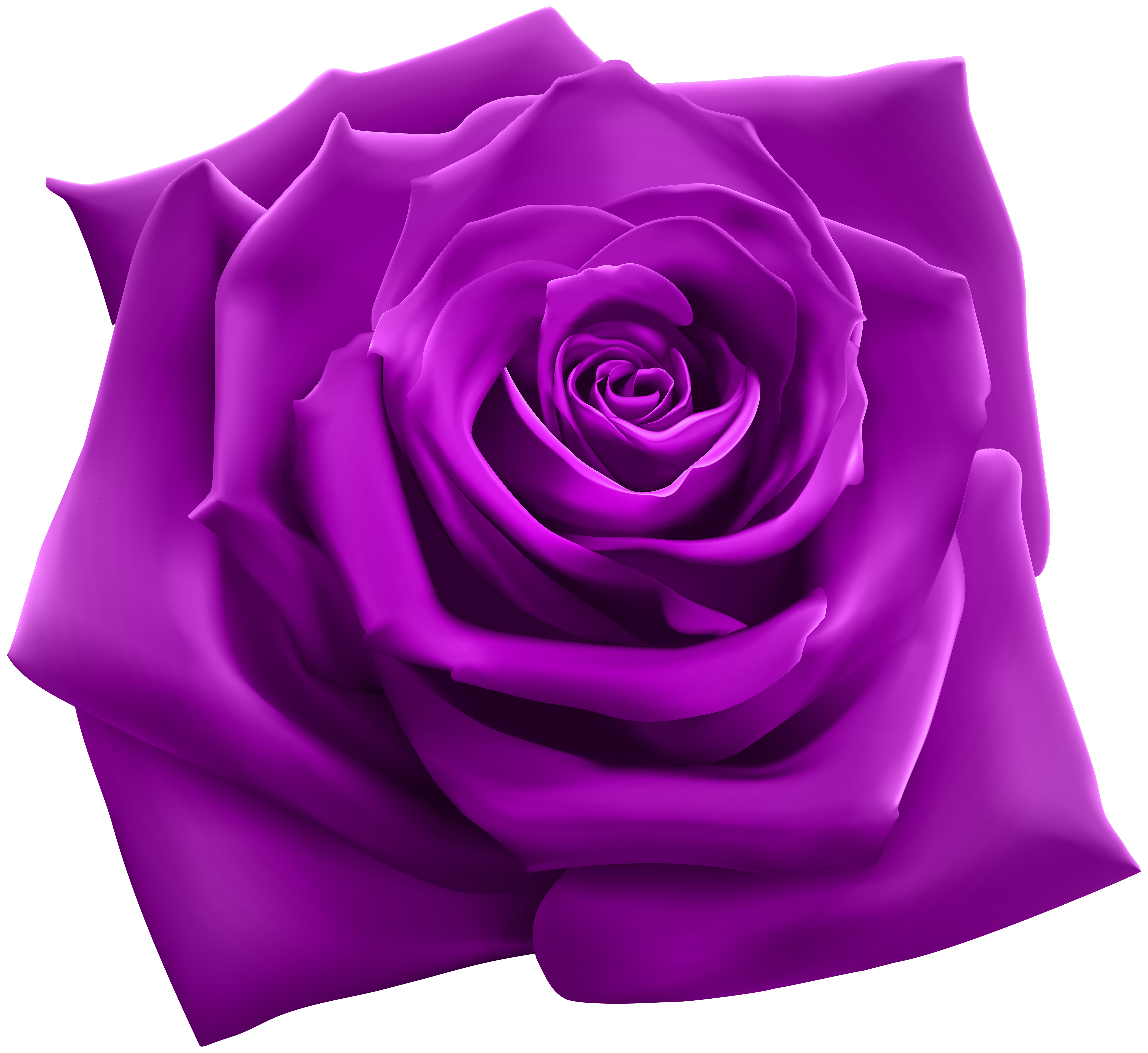 purple rose