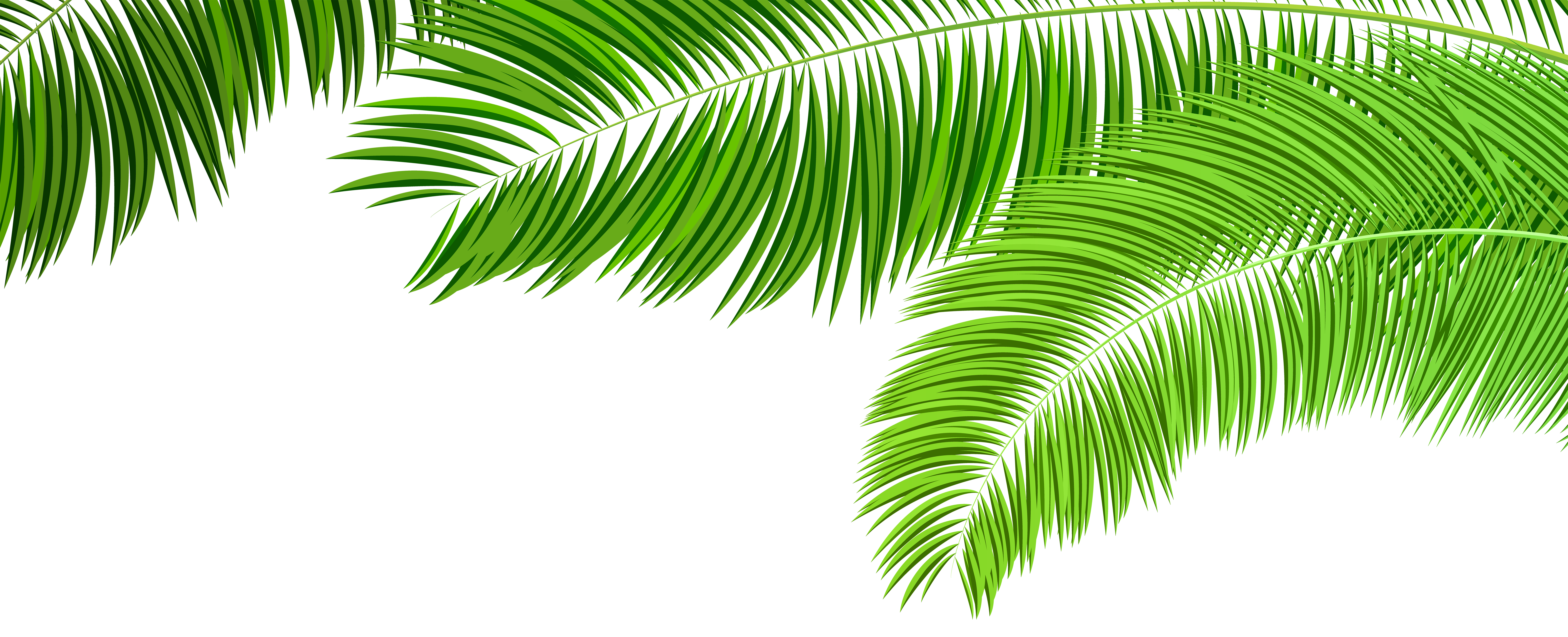 palm branches clip art