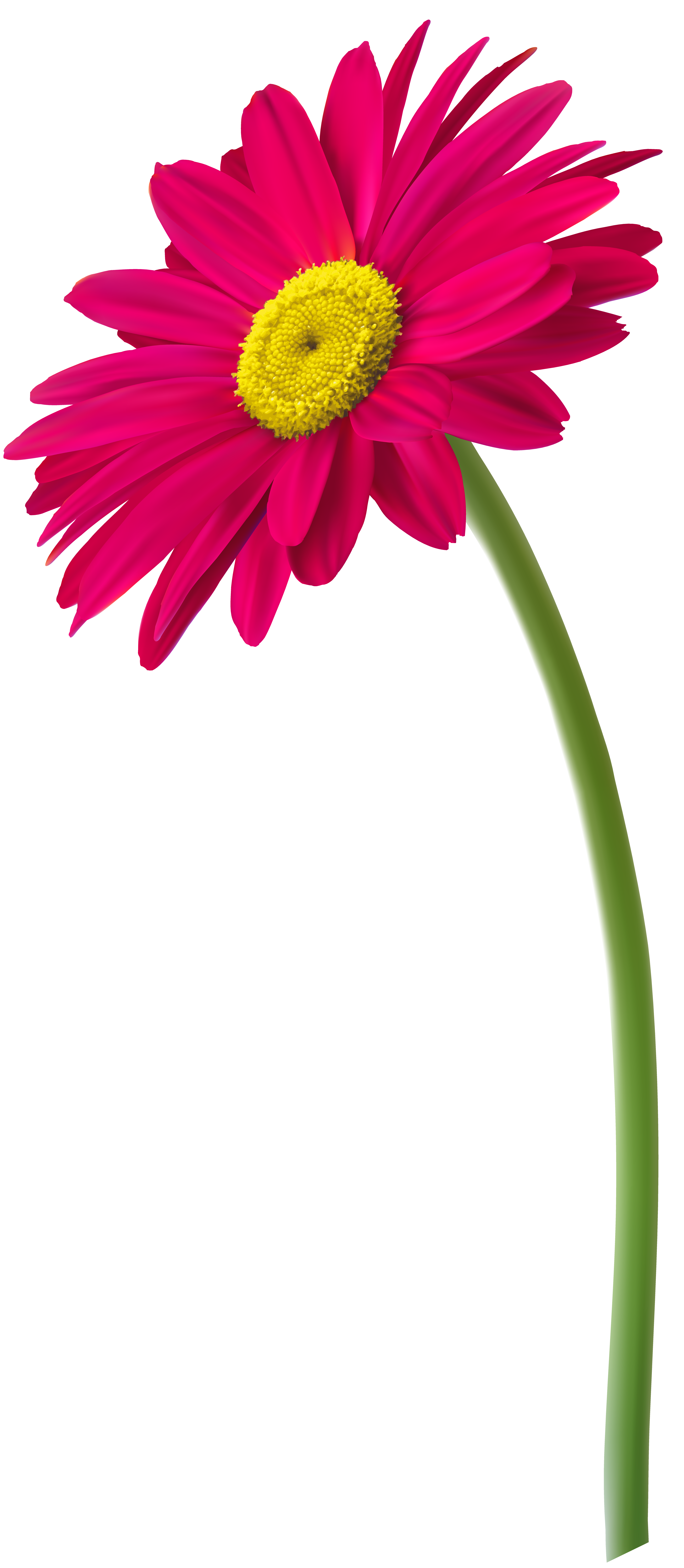 pink gerber daisy clip art